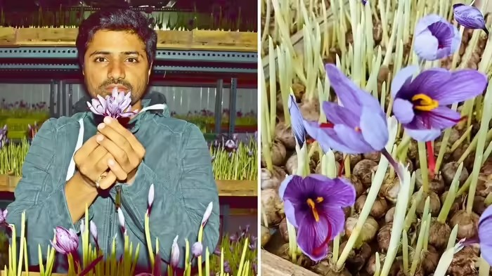 Saffron Cultivation in Gujarat