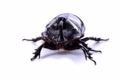 Bed Bug Spying