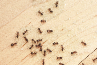 Natural Ant Repellent