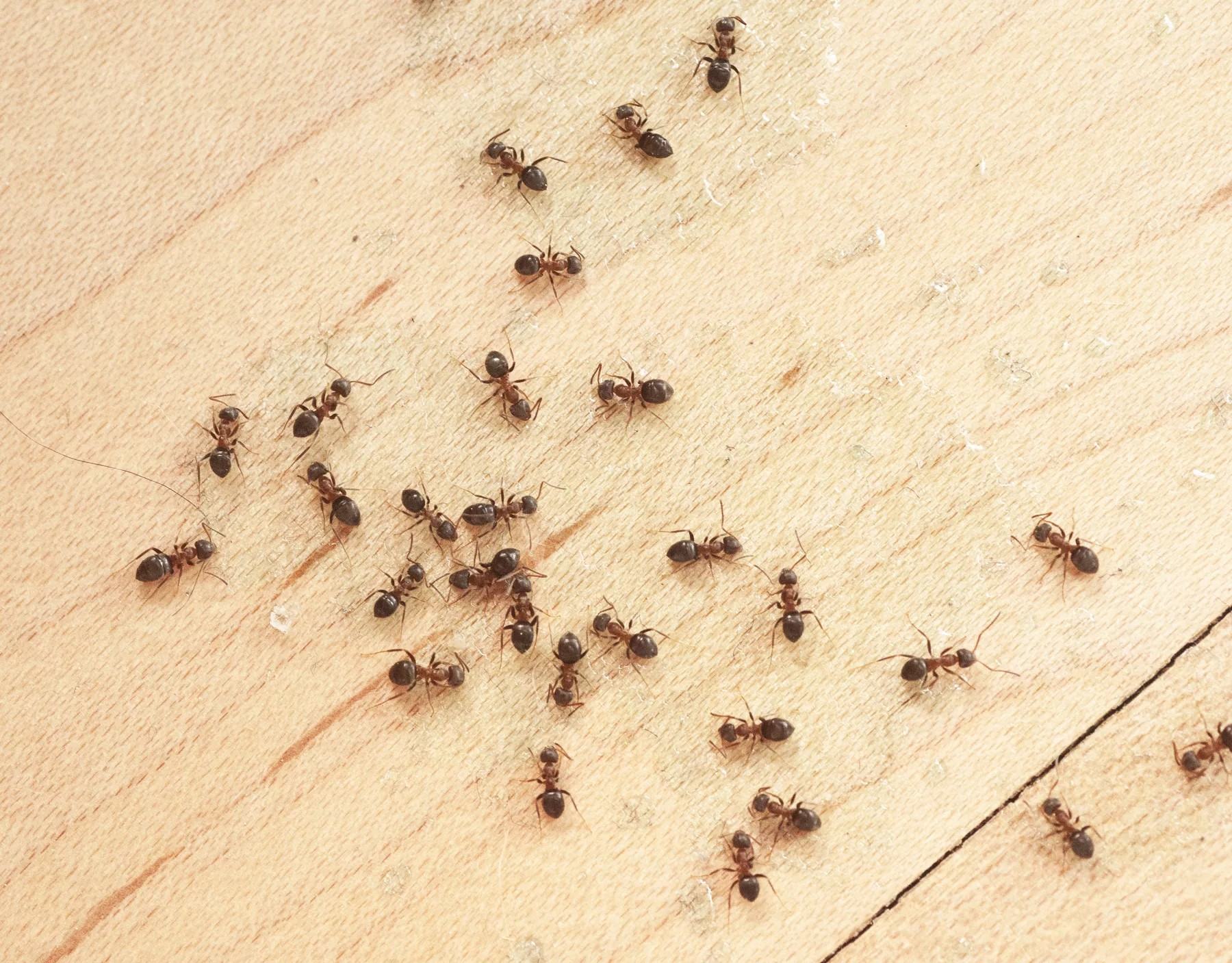 Natural Ant Repellent