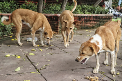 Supreme Court Hearing Stray Dogs