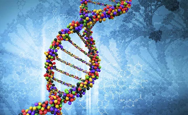 Mitochondrial DNA Inheritance: દીકરી પિતા જેવી અને દીકરો માતા જેવો કેમ લાગે છે? DNA માં છુપાયેલું છે અસલી વિજ્ઞાન, વારસદારના નામે થતા ભેદભાવનો આવ્યો અંત 1 6lt14v9d
