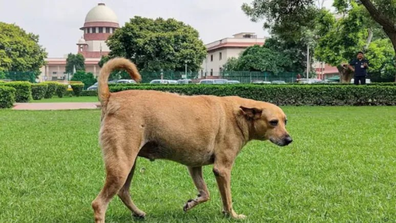 Supreme Court on Stray Dog: કૂતરાઓને હવે કાઉન્સેલિંગ આપશો? સુપ્રીમ કોર્ટે કપિલ સિબ્બલની દલીલ પર કર્યો આકરો કટાક્ષ 1 7gjpbfqd