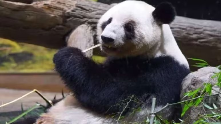 Panda Diplomacy Explained: પાંડાની કૂટનીતિ: જાપાનથી ચીન પાછા ફર્યા બે જોડિયા પાંડા, શું ડ્રેગન હવે કૂટનીતિક હથિયાર તરીકે કરી રહ્યું છે 'પાંડા ડિપ્લોમસી'નો ઉપયોગ? 1 9rbngn7a
