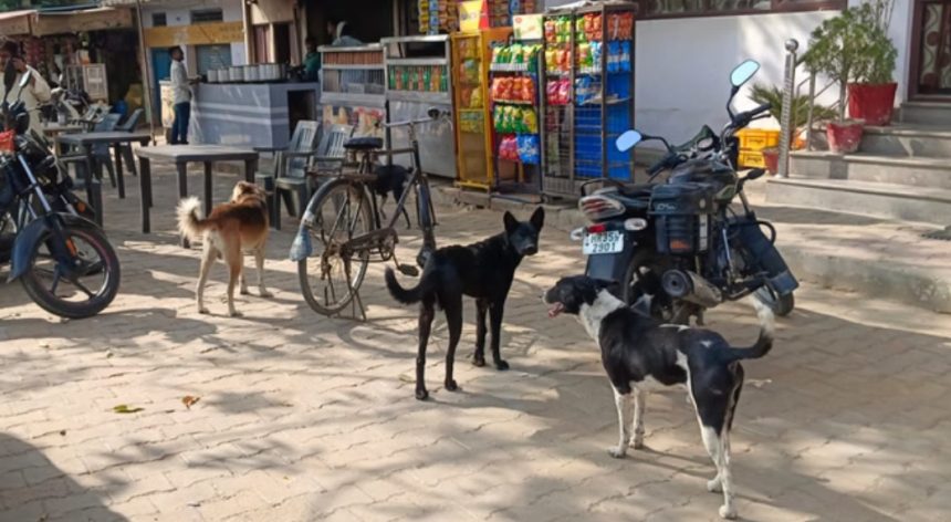 Telangana Dog killing incident: તેલંગાણામાં કૂતરાઓનો 'નરસંહાર': ૧૦૦ અબોલ જીવોને ઝેરી ઇન્જેક્શન આપી મોતને ઘાટ ઉતાર્યા; સરપંચે જ સોપારી આપી હોવાનો ચોંકાવનારો ખુલાસો, પશુ પ્રેમીઓમાં ભારે રોષ 1 Screenshot 30 1 2026 11539 www.amarujala.com