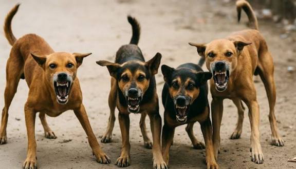 Stray Dog Menace Laws: રખડતા કૂતરાઓનો આતંક: સુપ્રીમ કોર્ટની રાજ્ય સરકારોને કડક ચેતવણી, બાળક કે વૃદ્ધને કૂતરો કરડશે તો ભરવો પડશે લાખોનો દંડ 1 images 6