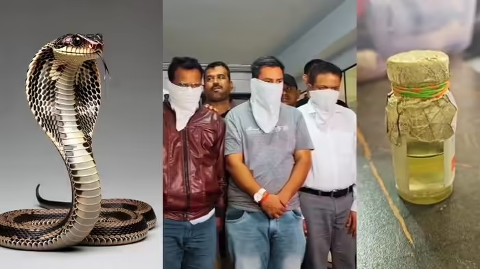 Cobra Venom Smuggling Surat: સુરતમાં મેરેજ બ્યુરોની આડમાં 'ઝેર' નો વેપાર: કરોડોના કોબ્રા વેનમ સાથે ૭ શખ્સો ઝડપાયા, શું હાઈ-પ્રોફાઈલ રેવ પાર્ટીઓમાં થતો હતો નશાનો ખેલ? 1