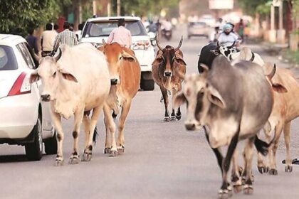 stray cows 2