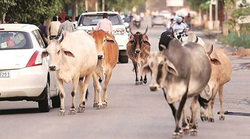 stray cows 2