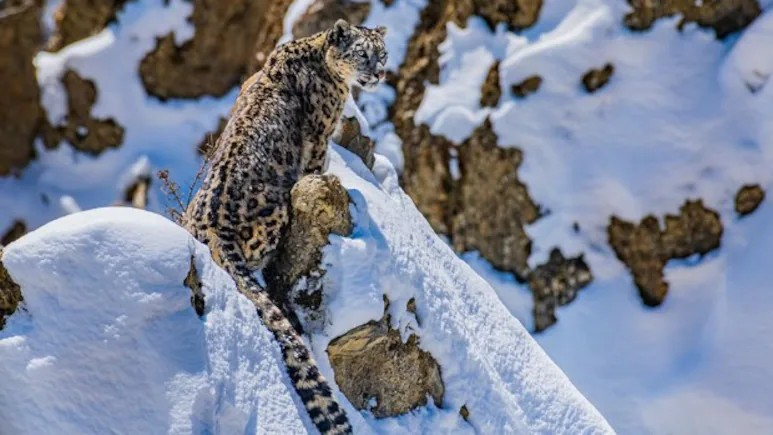 Snow Leopard facts: પહાડોના માયાવી 'ભૂત' હિમ દીપડાનો રોમાંચક ઈતિહાસ: ૧૨ સેમી જાડી રૂંવાટી અને ૫૦ ફૂટ લાંબો કૂદકો લગાવનાર આ શિકારી બરફમાં કેવી રીતે થઈ જાય છે અદ્રશ્ય? 1 3co193hn