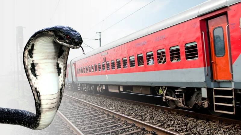 King Cobra Railway Research: પશ્ચિમ ઘાટના જંગલો છોડી કિંગ કોબ્રા કેમ પહોંચી રહ્યા છે રેલવે સ્ટેશન? સુરતના વૈજ્ઞાનિકના સંશોધનમાં ચોંકાવનારો ખુલાસો 1 824d0cb0 0bc0 11f1 9972 d3f265c101c6.png