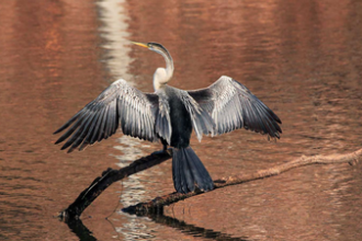 chhari dhand wetland