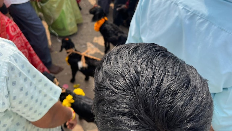 Animal Cruelty Telangana: તેલંગાણામાં હચમચાવી દેતી ઘટના: ધર્મના નામે બકરાઓને મોં વડે ફાડી ખાધા, તડપવા માટે છોડી દીધા; પશુ ક્રૂરતાના વાયરલ વીડિયોએ મચાવ્યો હોબાળો! 1