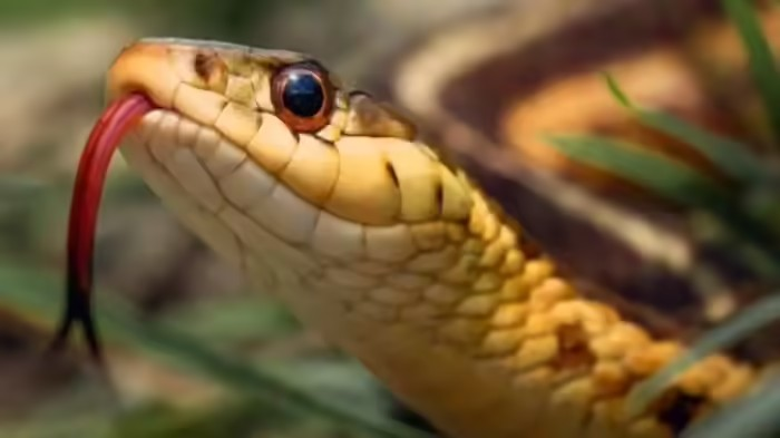 Ahmedabad Snake Venom Racket: અમદાવાદના આલીશાન ફ્લેટમાં પકડાયું ‘વિદેશી સાપ’ નું સામ્રાજ્ય, રેવ પાર્ટીમાં એક ડંખના ૫૦,૦૦૦ વસૂલતું રેકેટ, જાણો તપાસમાં ખુલેલા ચોંકાવનારા રહસ્યો 1 roau2pcs