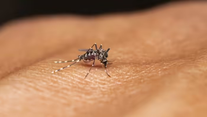 Malaria Prevention Tips: ગરમી વધતા જ કેમ વધે છે મચ્છરોનો આતંક? જાણો મેલેરિયાના પરજીવી કઈ રીતે શરીર પર કરે છે હુમલો અને તેનાથી બચવાના સચોટ ઉપાયો 1