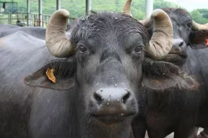 Animal Health Monitoring Guide