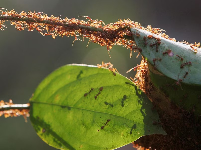 Ant Grooming Symbiosis Research: કીડીઓની દુનિયાનું રહસ્ય, ટોળામાં કરે છે સફાઈ અભિયાન, વૈજ્ઞાનિકો પણ હેરાન 1 Ant Grooming Symbiosis Research