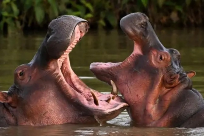 Colombia hippos Vantara Jamnagar