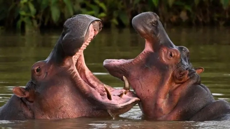 Colombia hippos Vantara Jamnagar