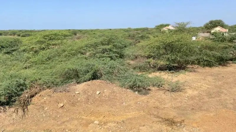 Bio-Methanol Plant Kutch: કચ્છમાં ગાંડા બાવળમાંથી બનશે જહાજોનું ઈંધણ, કંડલામાં સ્થાપાશે બાયો-મિથેનોલ પ્લાન્ટ 1 Bio-Methanol Plant Kutch