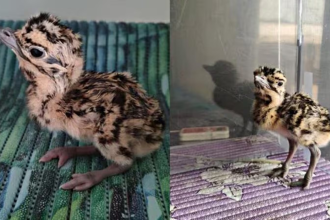 Great Indian Bustard Chick Missing