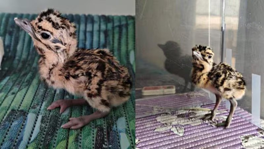 Great Indian Bustard Chick Missing: કચ્છમાં ઘોરાડના અસ્તિત્વ સામે ખતરો, સુરક્ષાના અભેદ કિલ્લા વચ્ચેથી ઘોરાડ પક્ષીનું બચ્ચું ગાયબ 1 Great Indian Bustard Chick Missing