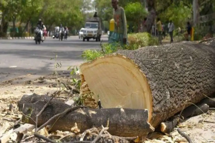 Ahmedabad Metro Tree Cutting Data