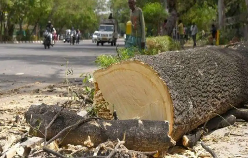 Ahmedabad Metro Tree Cutting Data