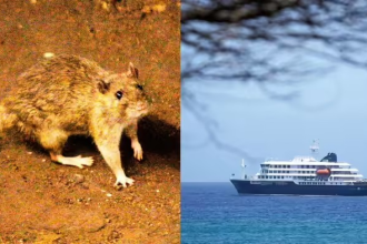 Cruise Ship HantaVirus