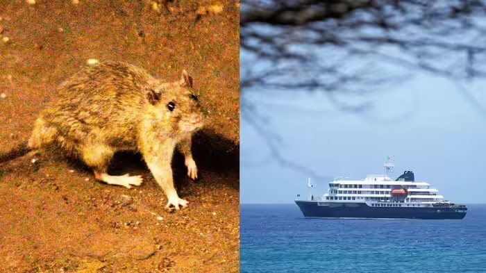 Cruise Ship HantaVirus: એટલાન્ટિક મહાસાગરમાં એમવી હોન્ડિયસ ક્રૂઝ પર હંતા વાયરસનો પ્રકોપ, ત્રણ મુસાફરોના કરુણ મોત અને ડબ્લ્યુએચઓ દ્વારા તપાસ તેજ 1 Cruise Ship HantaVirus