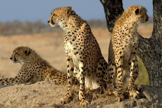 Kuno Cheetah Tranquilization Report