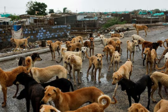 Supreme Court Stray Dogs
