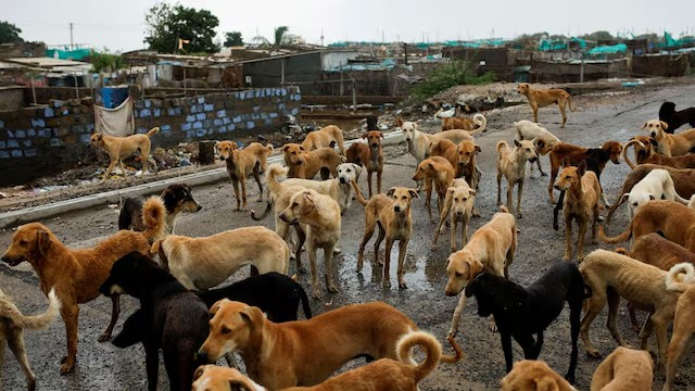 Supreme Court Stray Dogs: રખડતા કૂતરાઓના આતંક પર સુપ્રીમ કોર્ટ કડક, હટાવવાની અરજીઓ ફગાવી, દરેક જિલ્લામાં એબીસી સેન્ટર બનાવવાનો આદેશ 1 Supreme Court Stray Dogs