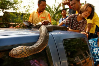 Snake Rescue Wildlife Safety