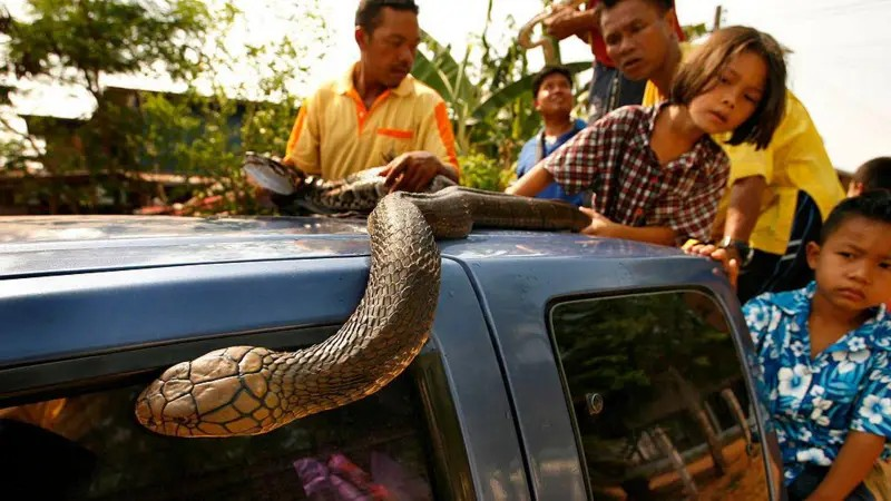 Snake Rescue Wildlife Safety