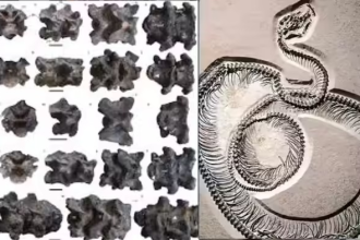 Vasuki Indicus Fossil