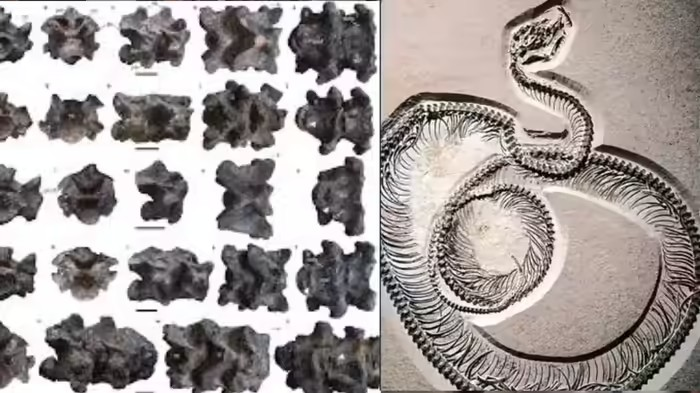 Vasuki Indicus Fossil: વાસુકી નાગના પુરાવા મળ્યા, ગુજરાતના કચ્છમાં શોધાયા 4.7 કરોડ વર્ષ જૂના 50 ફૂટ લાંબા સાપના અશ્મિ 1 Vasuki Indicus Fossil