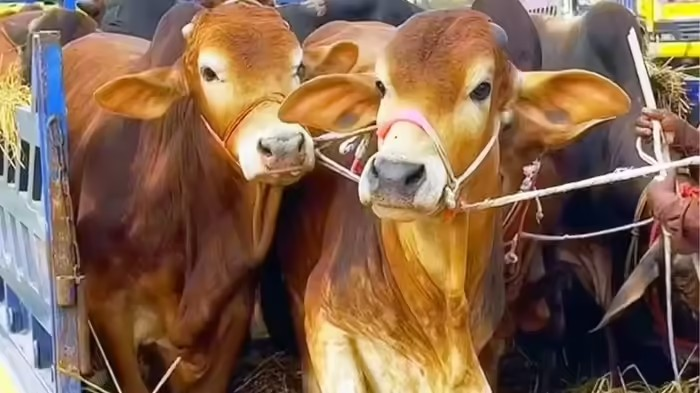Animal Cruelty Data: દેશભરમાં પ્રાણીઓ પર કઈ હદ સુધી થઈ રહી છે ક્રૂરતા, NCRB ના ડેટામાં ડરાવનારા આંકડા આવ્યા સામે 1 Animal Cruelty Data