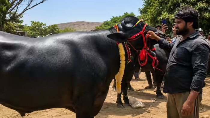 Hapur Bahubali Buffalo