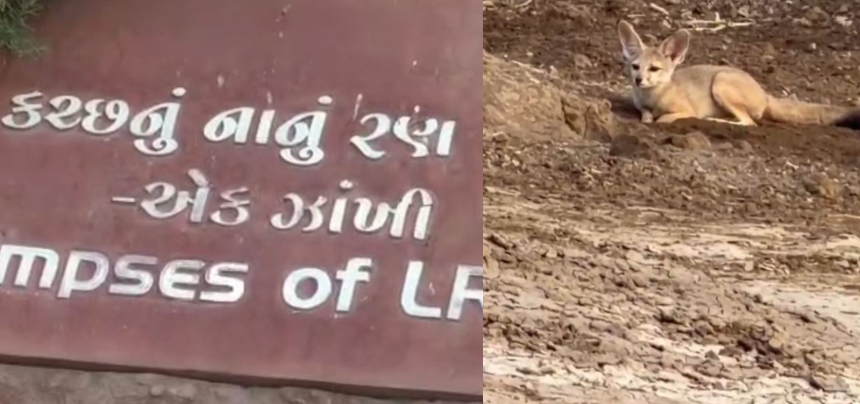 Fennec Fox Kutch Desert: કચ્છના નાના રણમાં કુદરતનો કરિશ્મા, વિશ્વનું સૌથી નાનું શિયાળ જોવા મળ્યું 1 Fennec Fox Kutch Desert