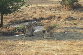Gir Lions babesiosis Infection