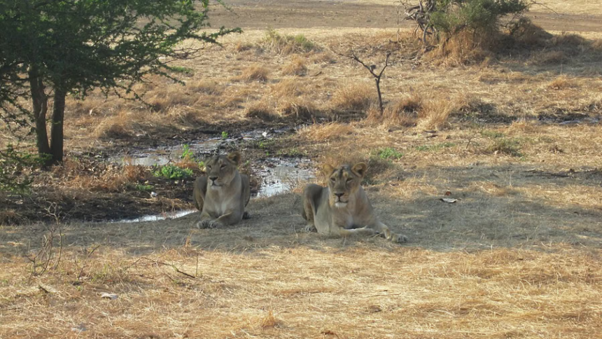 Gir Lions babesiosis Infection: ગીરમાં સિંહો પર મંડરાતું સંકટ ટળ્યું: બેબેસિયા ઇન્ફેક્શનનો નવો કોઈ કેસ નહીં, વન મંત્રીએ કરી કેન્દ્રોની મુલાકાત 1 Gir Lions babesiosis Infection