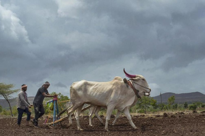 Maharashtra farm loan waiver