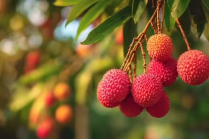 Empty Stomach Lychee Risks