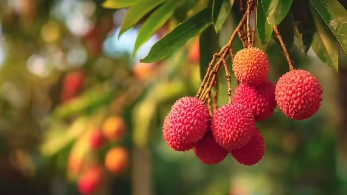 Empty Stomach Lychee Risks: ખાલી પેટે લીચી ખાવાની ભૂલ ક્યારેય ન કરતા, શરીરમાં બની શકે છે જીવલેણ ઝેર 1 Empty Stomach Lychee Risks