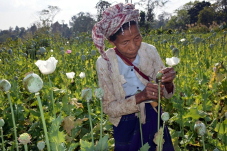 Myanmar Opium Production