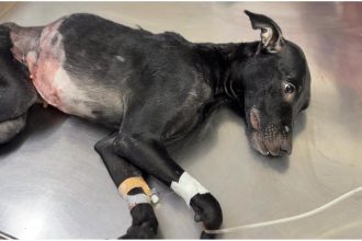 Dog Surgery success Bharuch