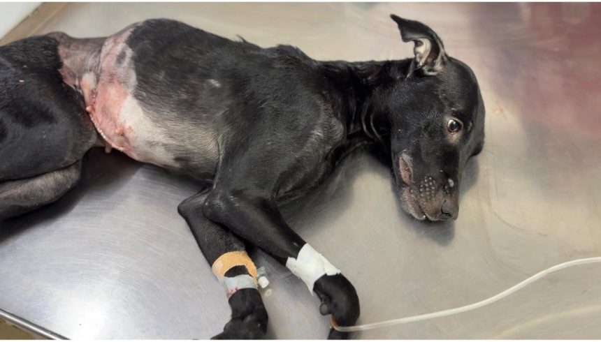 Dog Surgery success Bharuch: ભરૂચમાં અદ્યતન તપાસથી શ્વાનની કિડનીમાં ૧.૮ કિલોના વિશાળ ટ્યુમરની જટિલ સર્જરી સફળ રહી 1 Dog Surgery success Bharuch