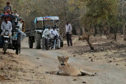 Lion-human conflict in Gir