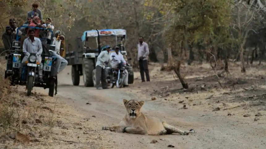 Lion-human conflict in Gir: ગીરના જંગલ છોડી સિંહો ગામ-શહેર ભણી કેમ? ખેતરમાં, PHC ક્વાર્ટરમાં, હાઇવે પર સિંહ: 7 ખતરનાક કારણો 1 Lion-human conflict in Gir